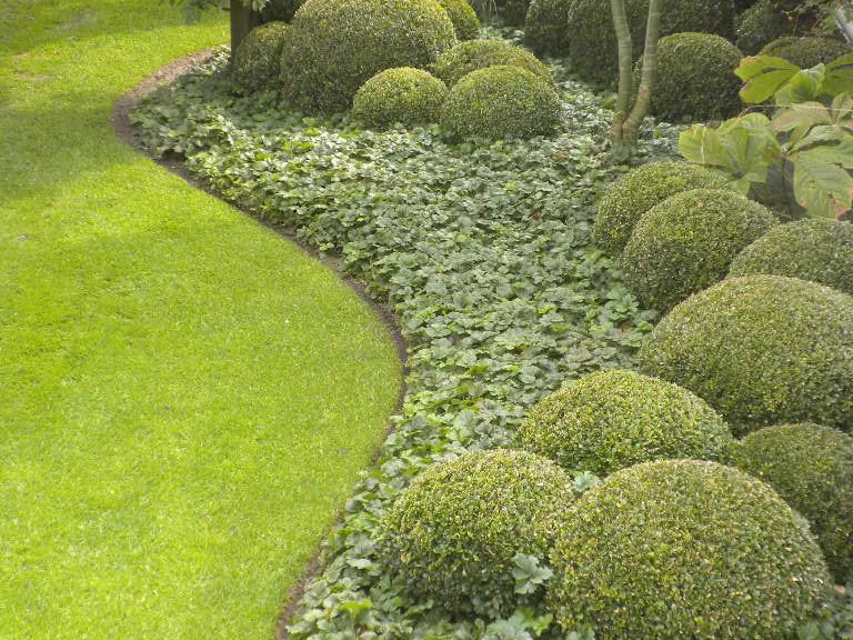 Massif de buis taillés en boule, bordé d’une pelouse coupée net.