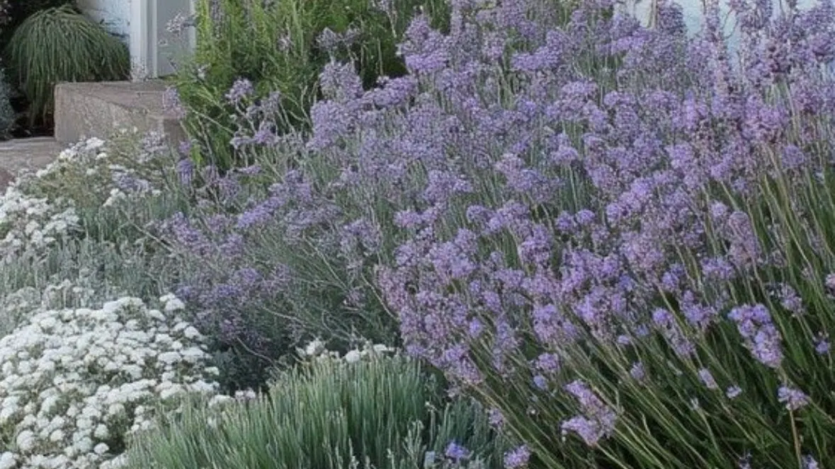 Massif ensoleillé de lavandes, de plantes argentées et de fleurs blanches, le long d’une bordure en brique.