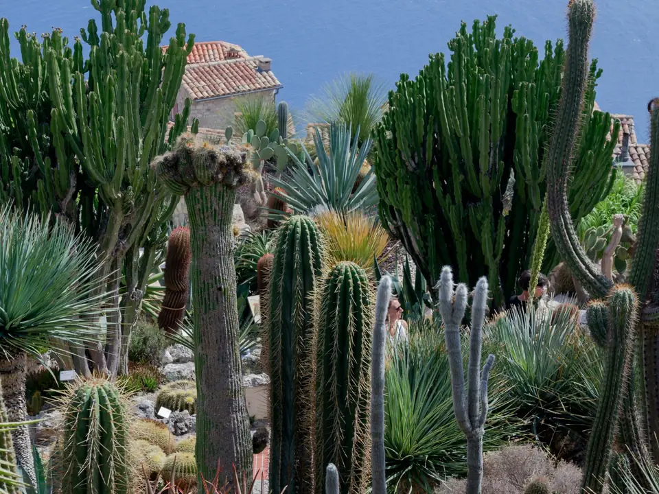 Jardin de cactus et de plantes grasses au-dessus de la mer : euphorbes, cierges et aloès.