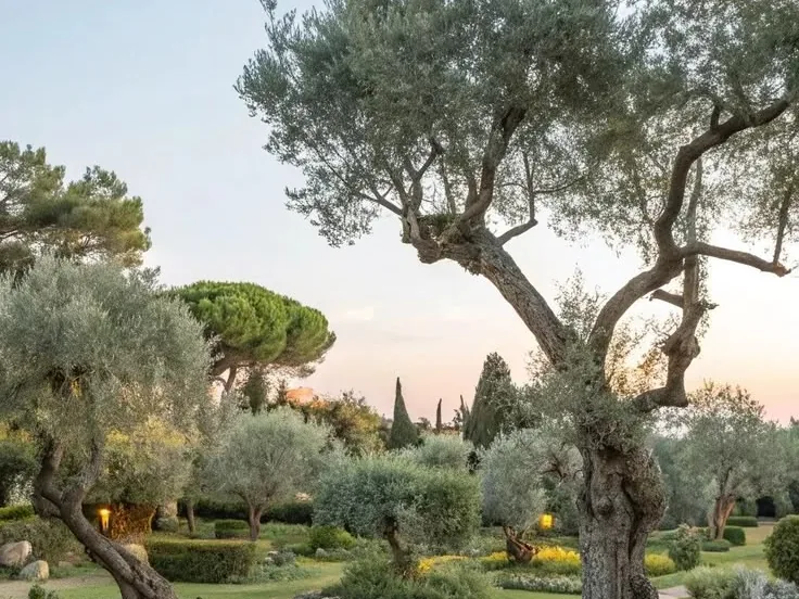 Vieil olivier au tronc noueux dans un jardin méditerranéen, avec un chemin de gravier et des massifs.