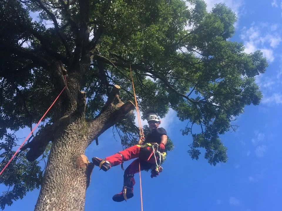 Élagueur encordé dans un grand arbre, branches coupées sur le tronc.